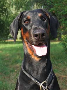 Doberman