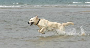 Dog running in the sea