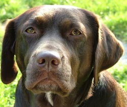 Chocolate labrador dog
